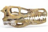 Carved Pietersite and Quartz Crystal Dinosaur Skull #199472-2